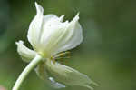 Tall thimbleweed